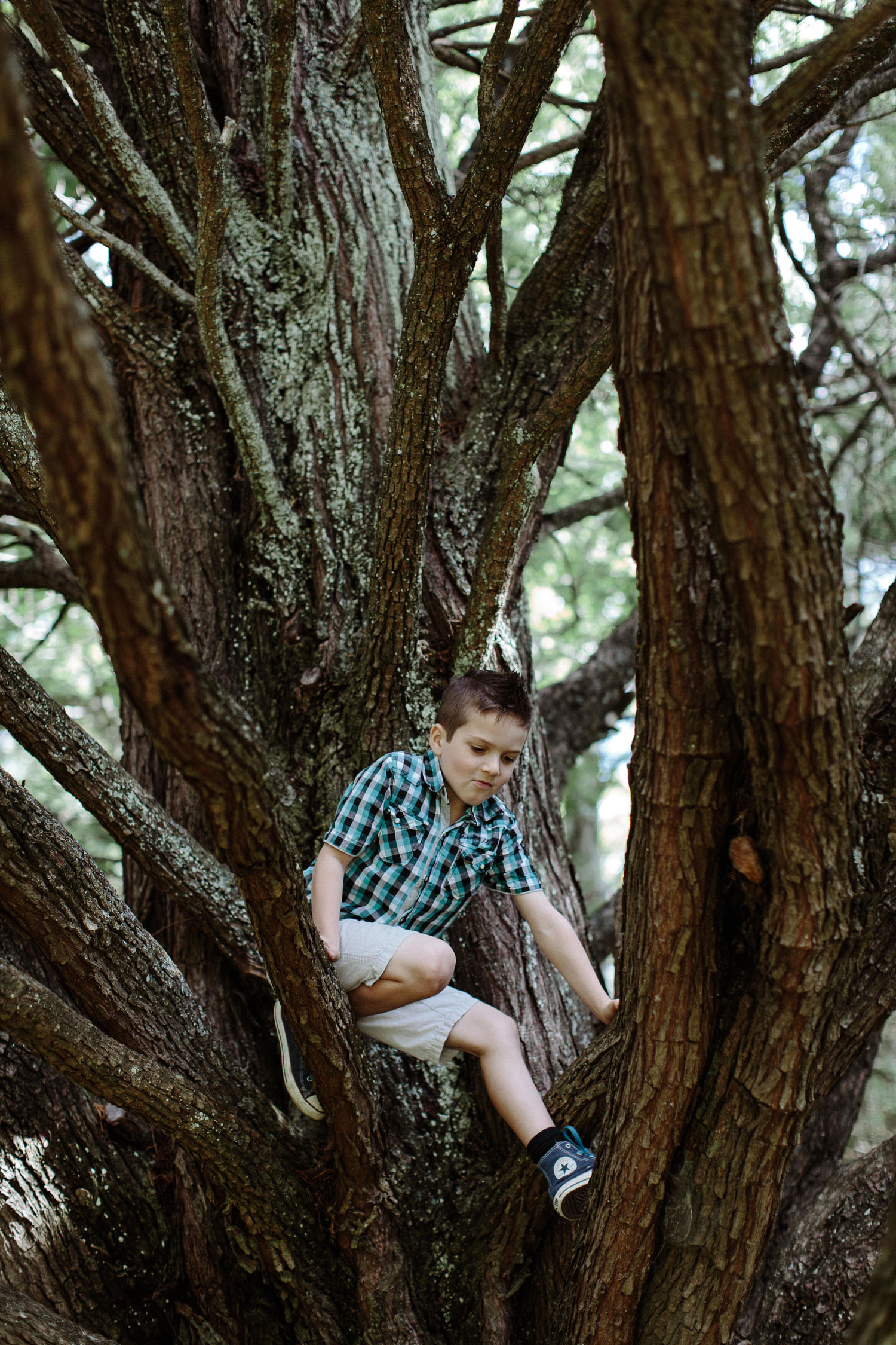 boy climbing tree at wedding