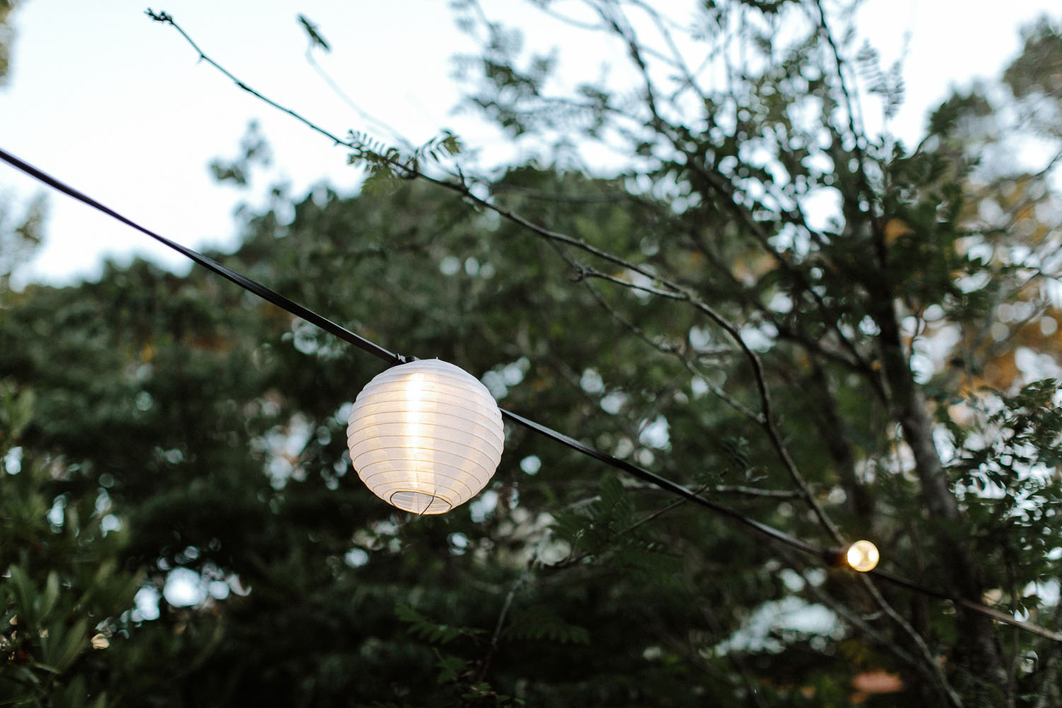 wedding chinese lantern in tree
